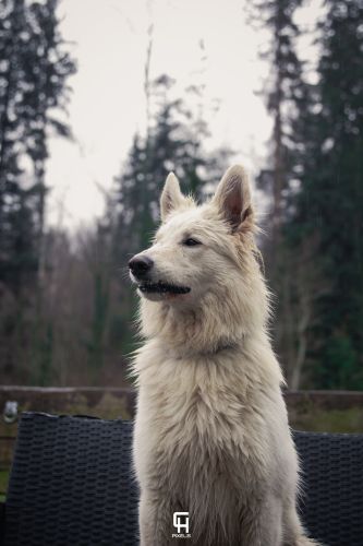 kelpie24.2.25bychpixel13