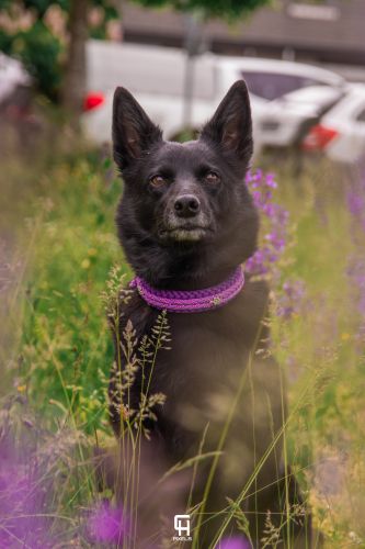 kelpieplausch17.5.25bychpixel31