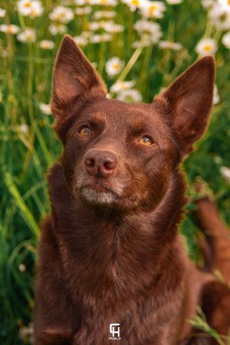 kelpieplausch17.5.25bychpixel63