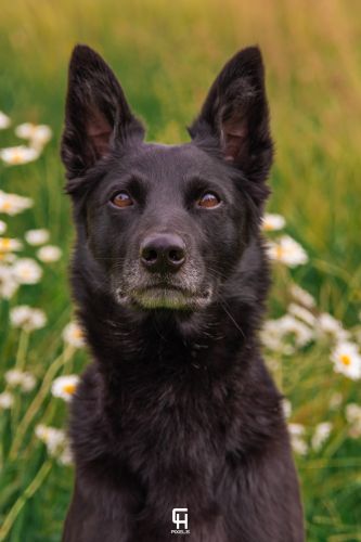 kelpieplausch17.5.25bychpixel71